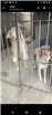 Cachorro raça Mestiço idade 4 anos nome Caliu