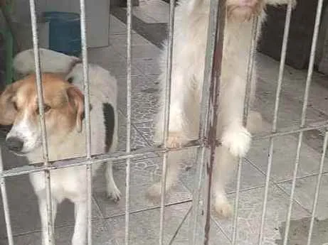 Cachorro ra a Mestiço idade 4 anos nome Caliu