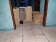 Lola,Rafa,robin