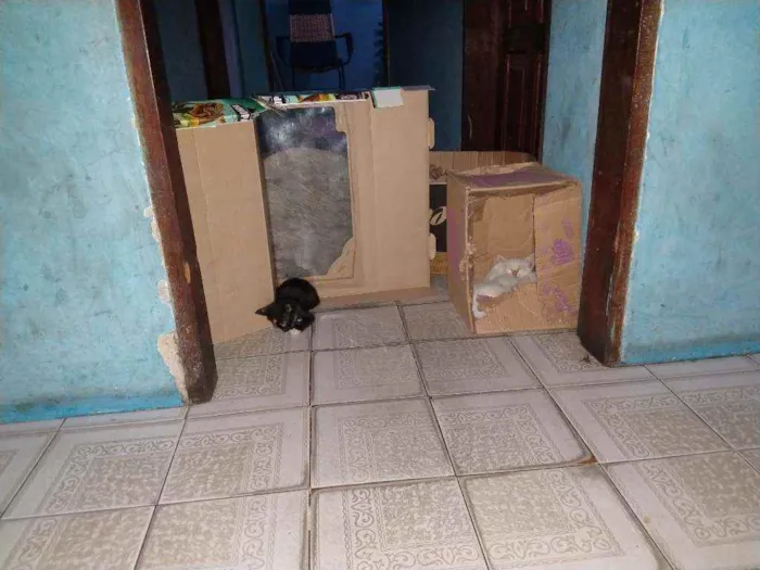 Gato raça  idade Abaixo de 2 meses nome Lola,Rafa,robin