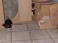 Lola,Rafa,robin