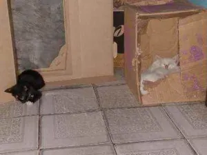 Gato raça  idade Abaixo de 2 meses nome Lola,Rafa,robin