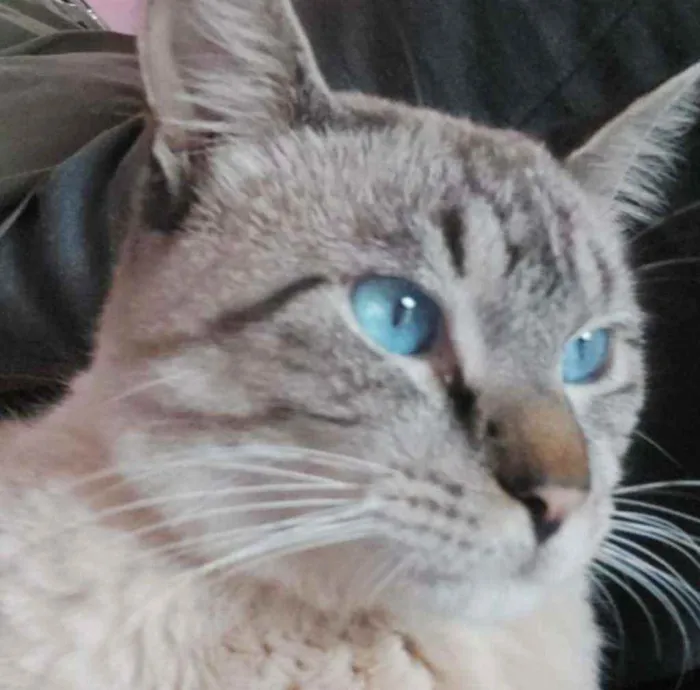 Gato ra a  idade 7 a 11 meses nome Romão