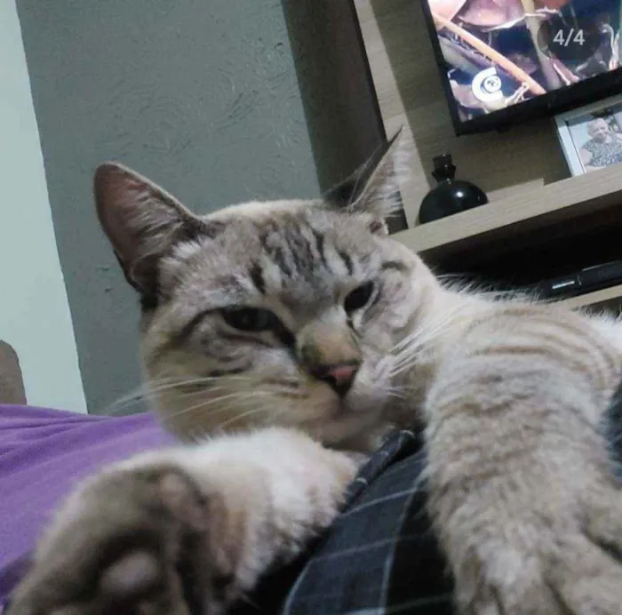 Gato ra a  idade 7 a 11 meses nome Romão