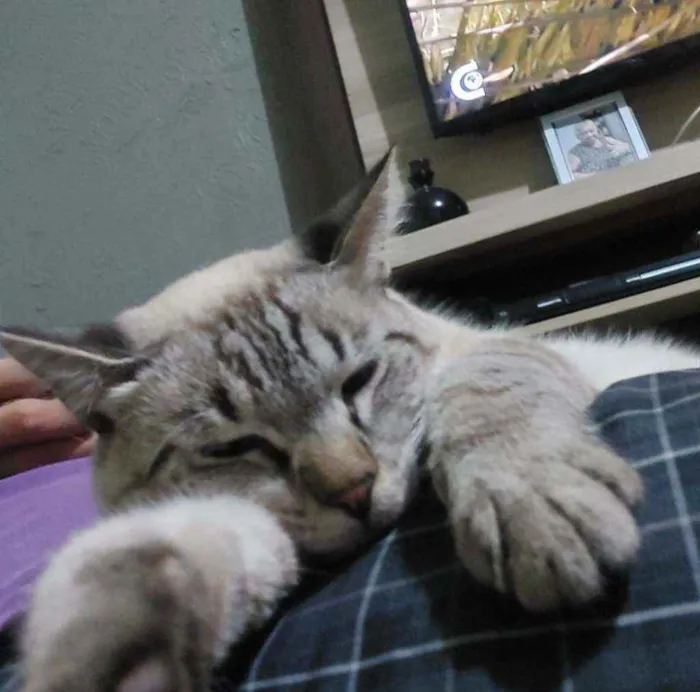 Gato ra a  idade 7 a 11 meses nome Romão