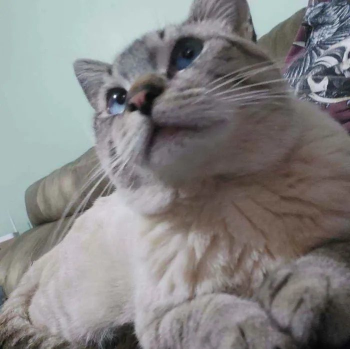 Gato ra a  idade 7 a 11 meses nome Romão