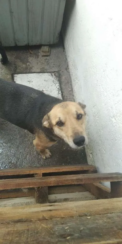 Cachorro ra a SRD-ViraLata idade 3 anos nome Nero e Sparcous