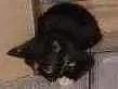Gato raça  idade Abaixo de 2 meses nome Lola,Rafa,robin