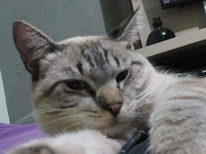 Gato ra a  idade 7 a 11 meses nome Romão