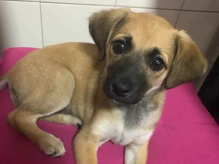 Cachorro raça SRD-ViraLata idade  nome Foxy