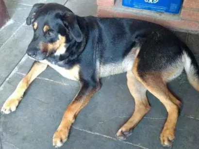 Cachorro raça SRD idade 3 anos nome Sem nome