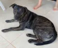 Cachorro raça Sem raça  idade 7 a 11 meses nome Sem nome 