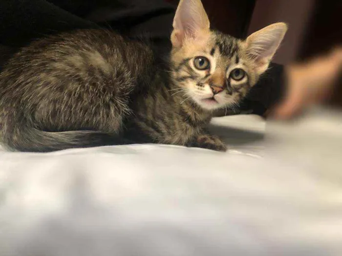 Gato raça mistiço idade 2 a 6 meses nome chanielson