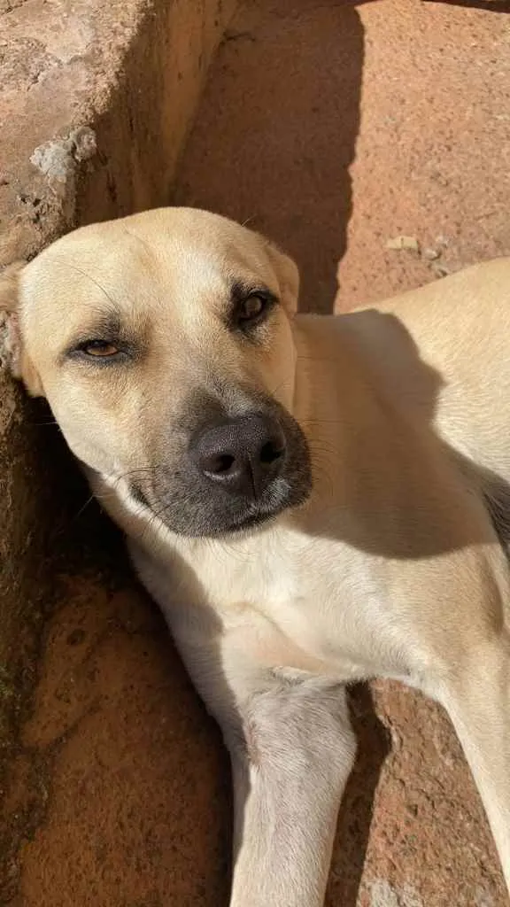 Cachorro ra a Vira Lata idade 1 ano nome Zico