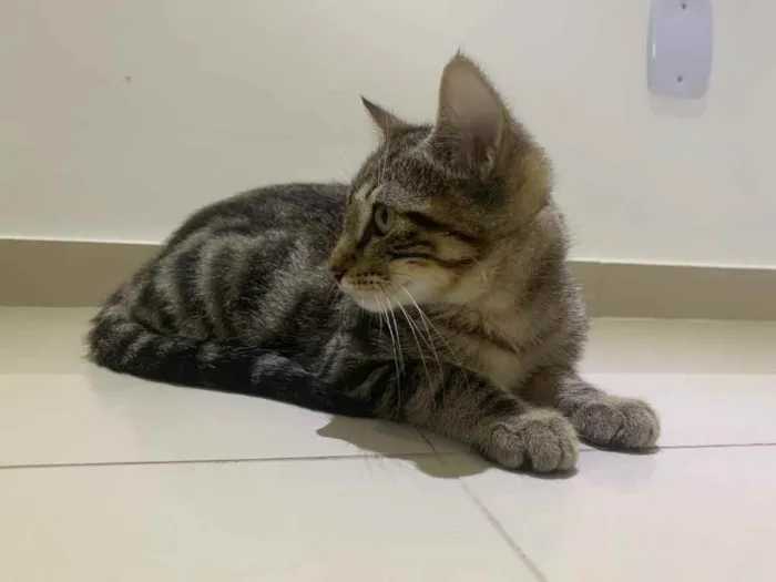 Gato raça Sem raça  idade 2 a 6 meses nome Sem nome