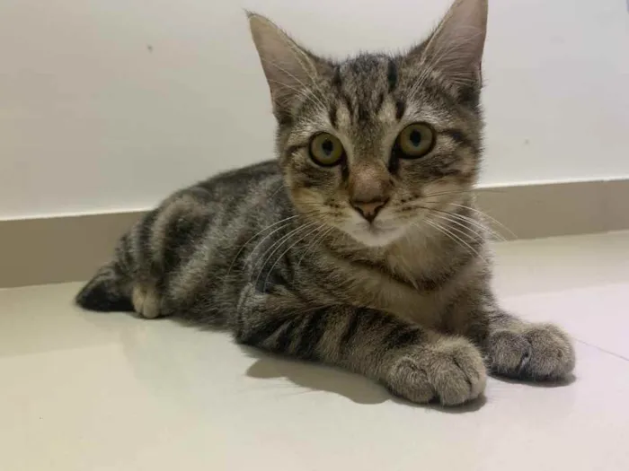 Gato raça Sem raça  idade 2 a 6 meses nome Sem nome