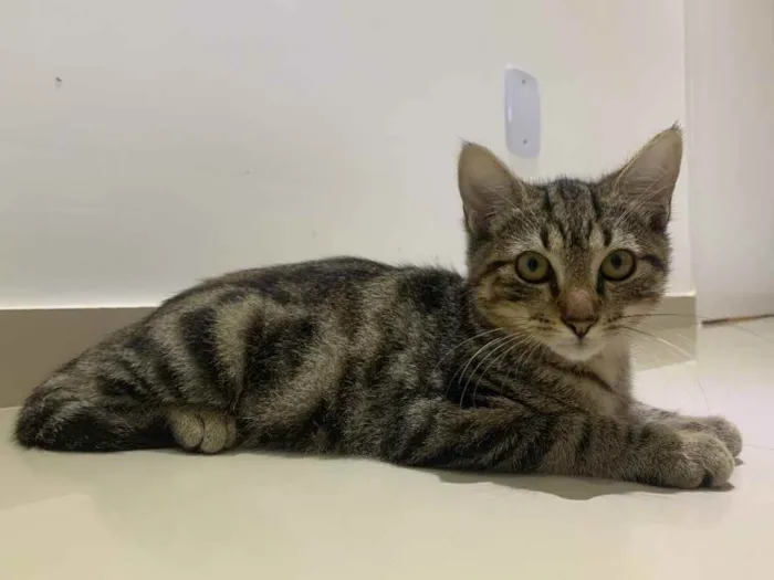 Gato raça Sem raça  idade 2 a 6 meses nome Sem nome