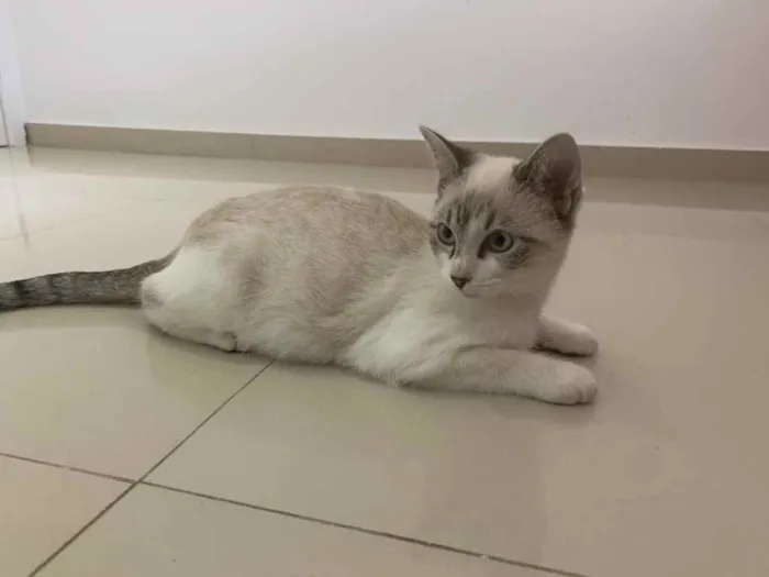 Gato raça Sem raça  idade 2 a 6 meses nome Sem nome