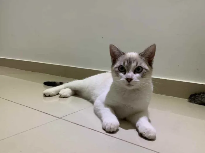 Gato raça Sem raça  idade 2 a 6 meses nome Sem nome