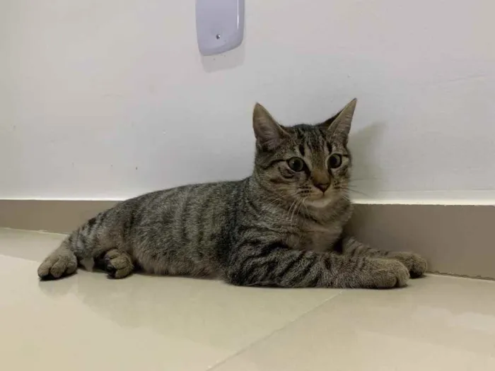 Gato raça Sem raça  idade 2 a 6 meses nome Sem nome