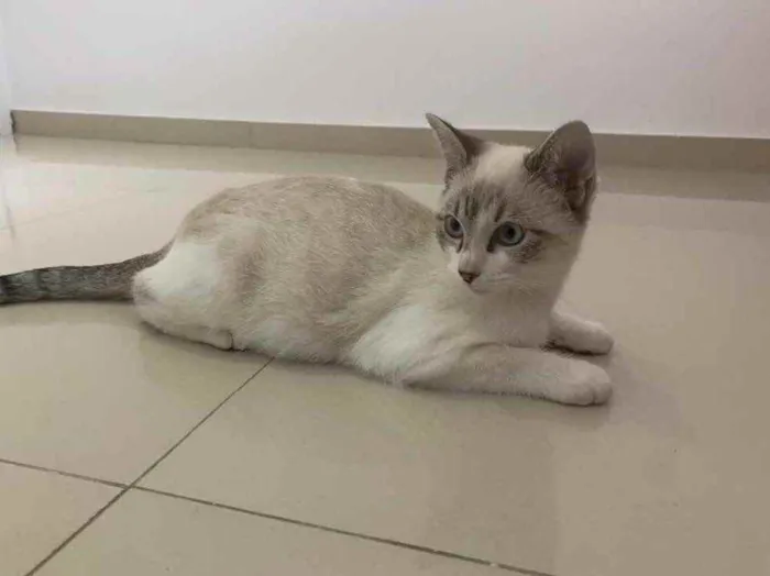 Gato raça Sem raça  idade 2 a 6 meses nome Sem nome