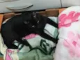 Chico