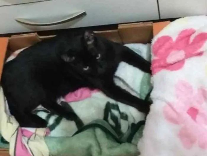 Gato ra a Indefinida idade 1 ano nome Chico