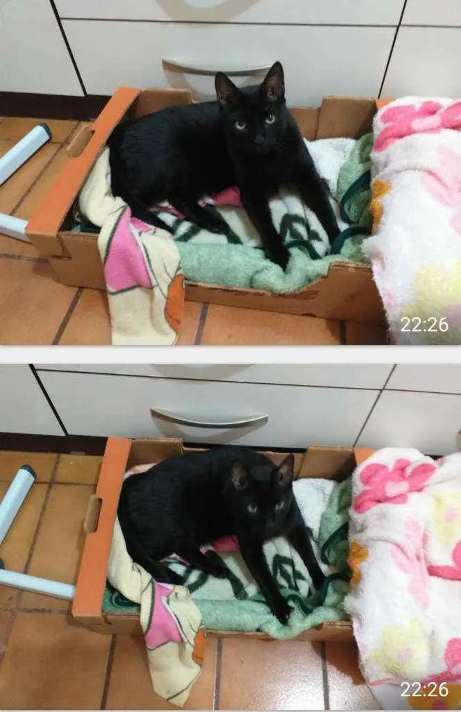 Gato ra a Indefinida idade 1 ano nome Chico