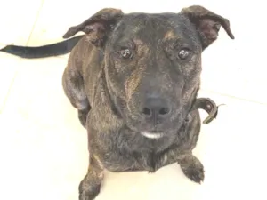 Cachorro raça Sem raça  idade 7 a 11 meses nome Sem nome 