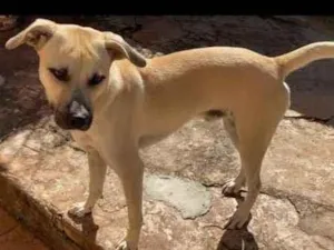 Cachorro raça Vira Lata idade 1 ano nome Zico