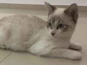Gato raça Sem raça  idade 2 a 6 meses nome Sem nome