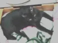Chico