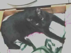 Gato raça Indefinida idade 1 ano nome Chico