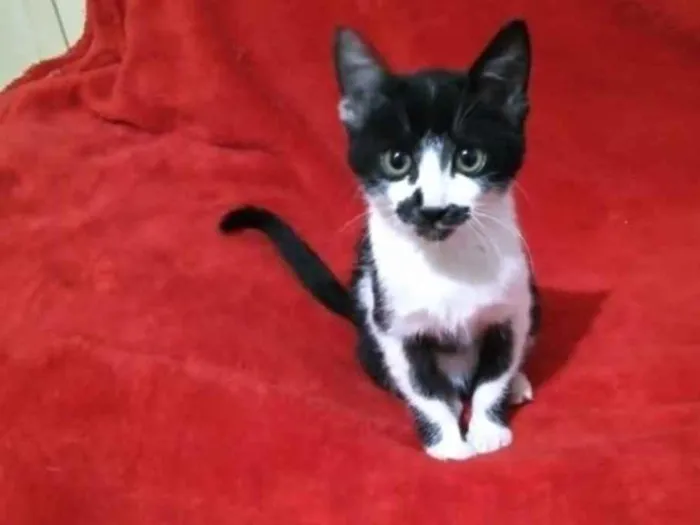 Gato ra a Indefinida idade Abaixo de 2 meses nome Sem nome