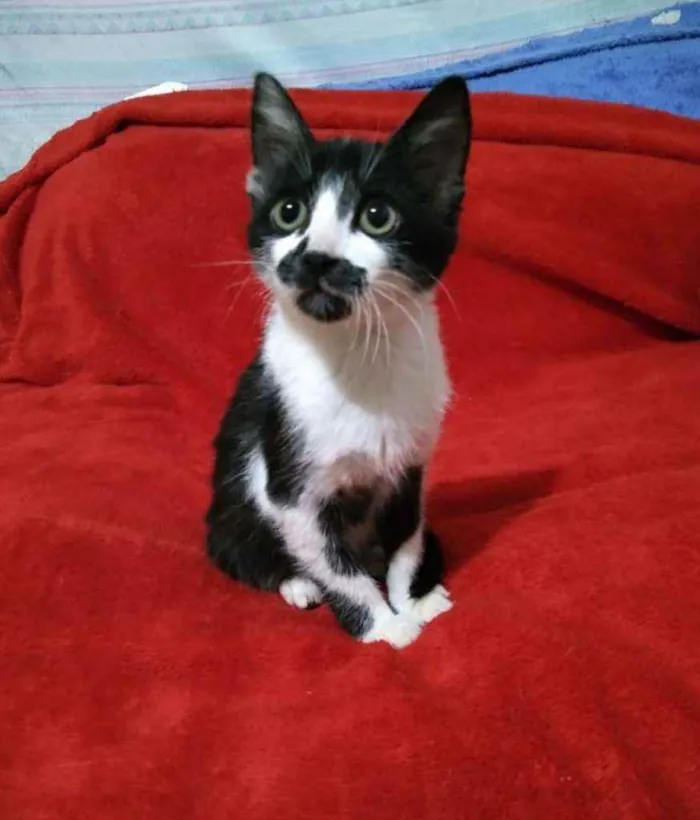 Gato ra a Indefinida idade Abaixo de 2 meses nome Sem nome