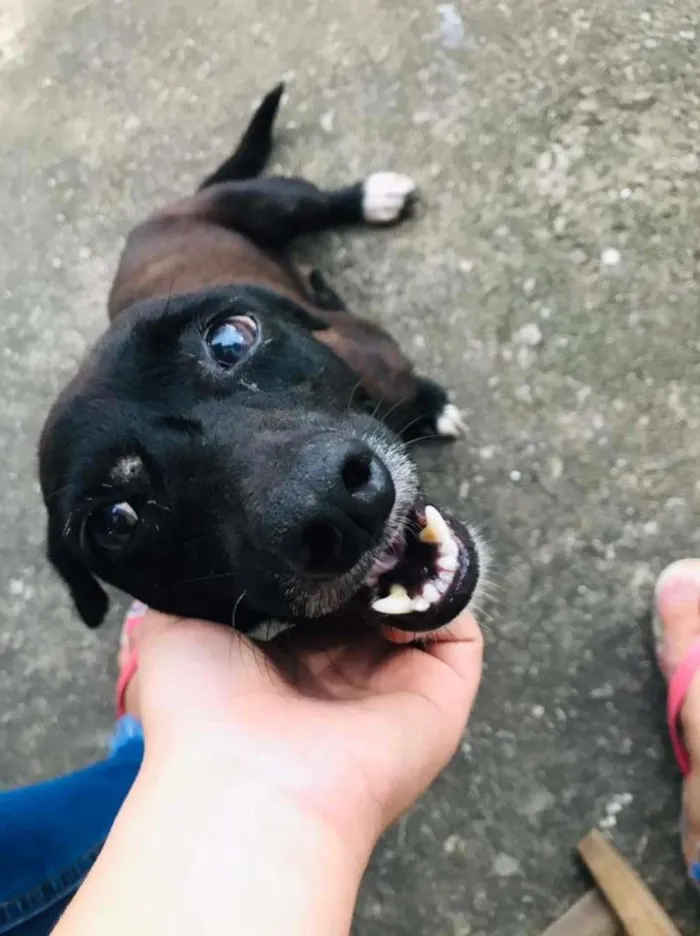 Cachorro ra a SRD-ViraLata idade 1 ano nome Shuri