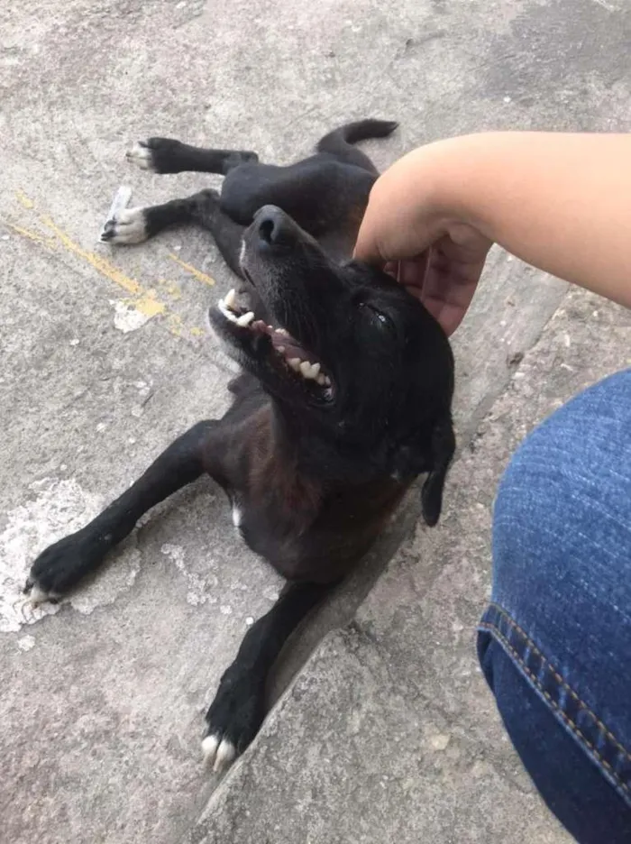 Cachorro ra a SRD-ViraLata idade 1 ano nome Shuri