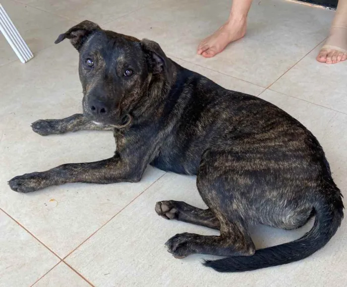 Cachorro ra a Vira lata mistura com fila idade 1 ano nome Sem nome