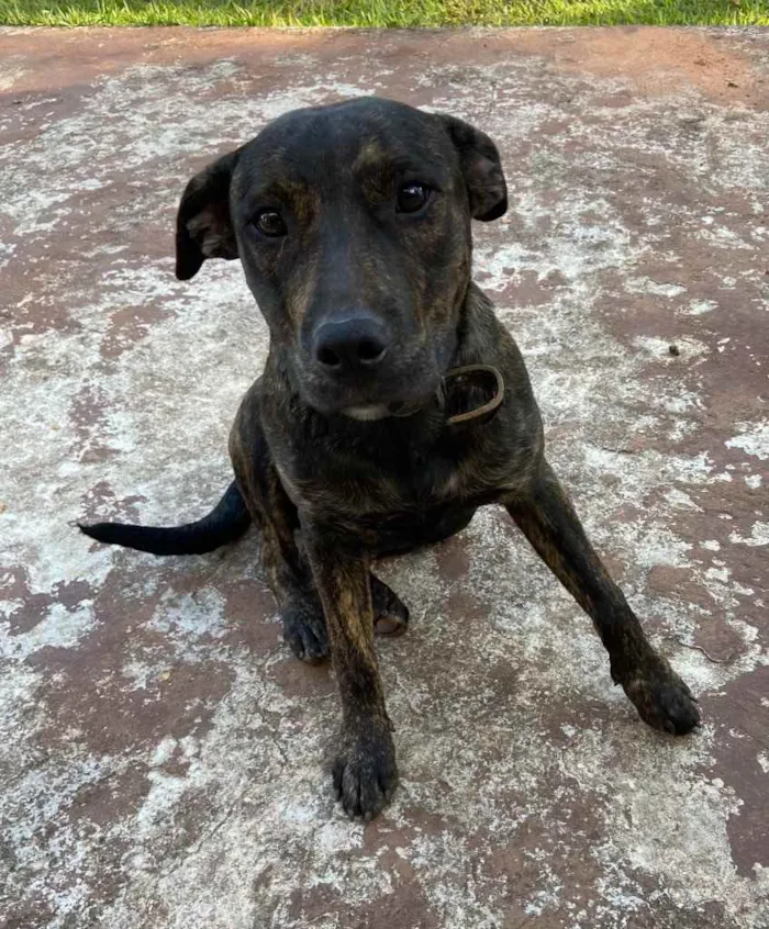 Cachorro ra a Vira lata mistura com fila idade 1 ano nome Sem nome