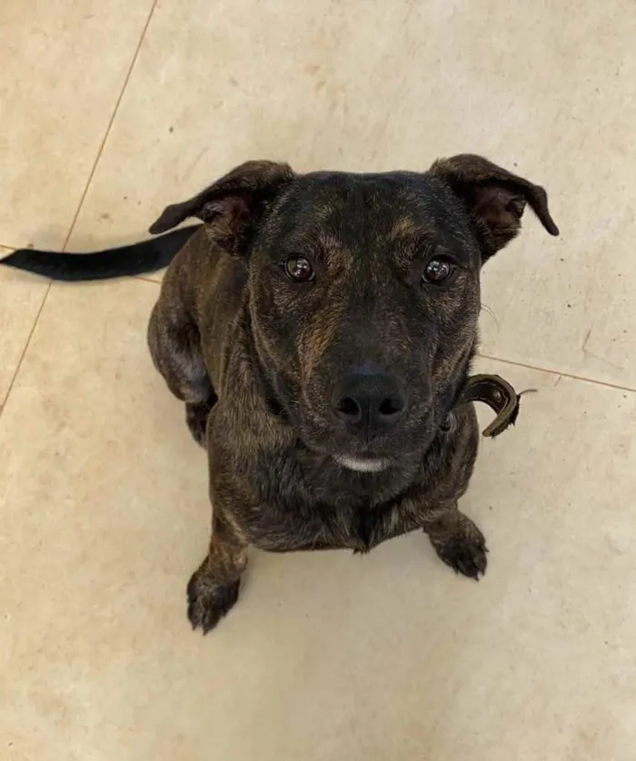 Cachorro ra a Vira lata mistura com fila idade 1 ano nome Sem nome