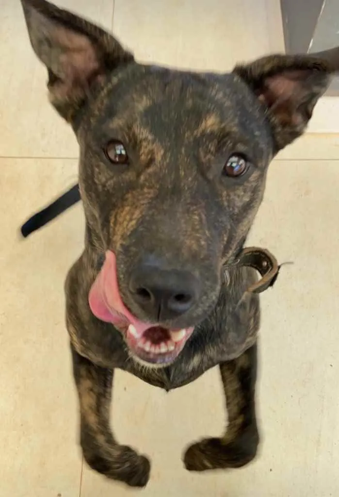 Cachorro ra a Vira lata mistura com fila idade 1 ano nome Sem nome