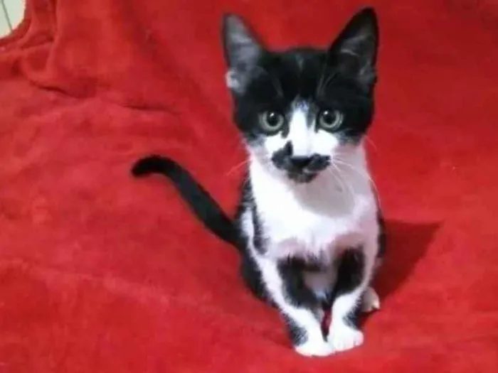 Gato ra a Indefinida idade Abaixo de 2 meses nome Sem nome