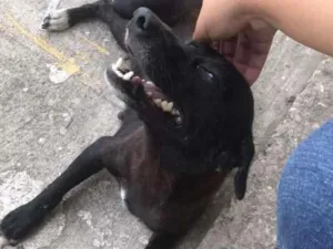 Cachorro raça SRD-ViraLata idade 1 ano nome Shuri