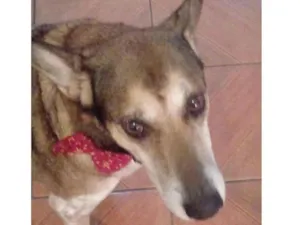 Cachorro raça SRD-ViraLata idade 6 ou mais anos nome Chico