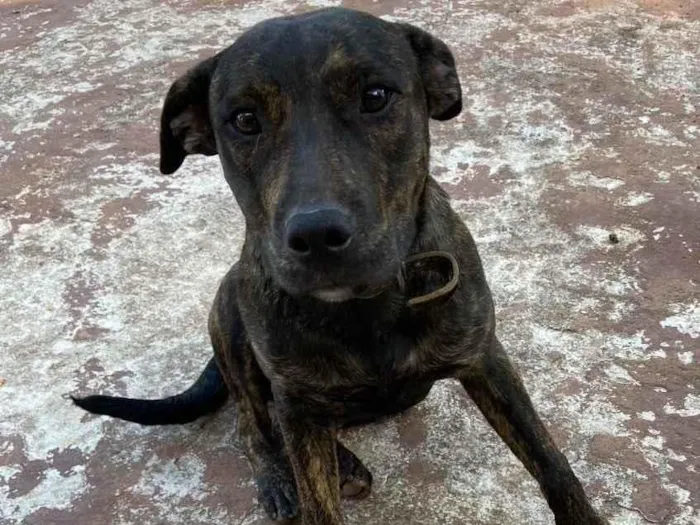 Cachorro ra a Vira lata mistura com fila idade 1 ano nome Sem nome