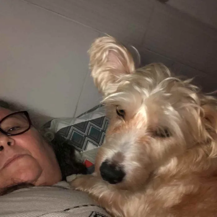 Cachorro ra a misto de York e Poodle Srd idade 2 anos nome Floquinho