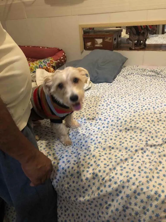 Cachorro ra a misto de York e Poodle Srd idade 2 anos nome Floquinho