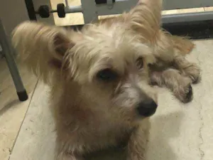 Cachorro raça misto de York e Poodle Srd idade 2 anos nome Floquinho