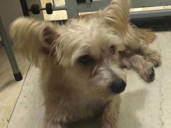 Cachorro ra a misto de York e Poodle Srd idade 2 anos nome Floquinho