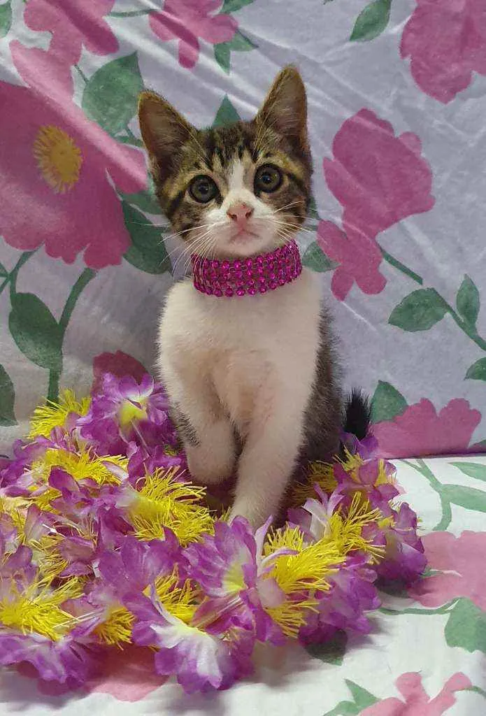 Gato ra a SRD idade 2 a 6 meses nome LUNA